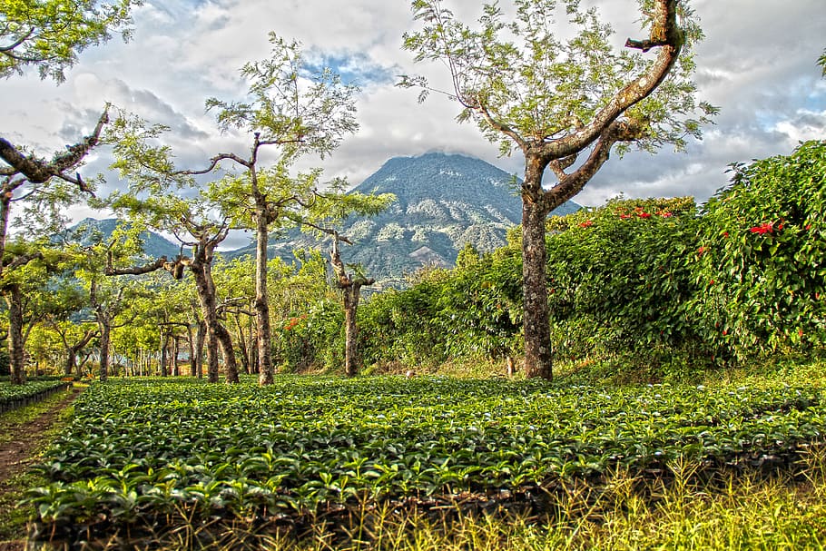 Guatemalská káva, tu prostě musíte ochutnat