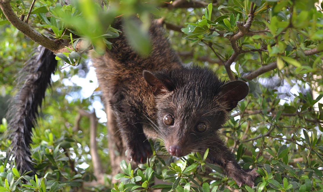 Káva z cibetek Gayo Highlands Kopi Luwak