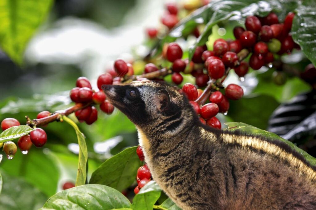 Kopi Luwak aneb cibetková káva - jak chutná a proč je tak ceněná mezi kávomilci?